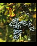 Trauben in den Weinbergen von Burgwerben